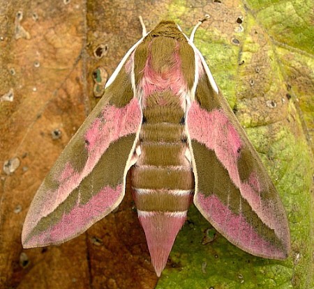 Female Hyles euphorbiae euphorbiae X Hyles tithymali gecki, Minho Province, Portugal. Photo: &copy; Tony Pittaway.