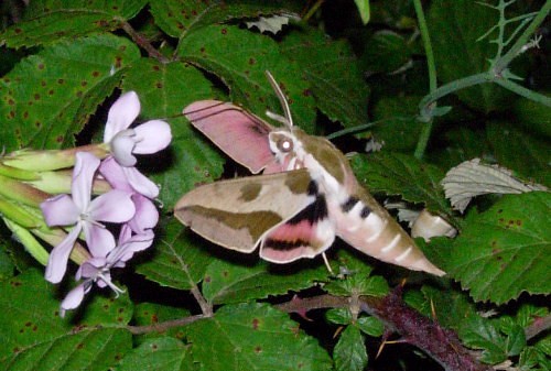 Adult Hyles euphorbiae euphorbiae feeding from soapwort (Saponaria), Catalonia, Spain. Photo: &copy; Ben Trott.