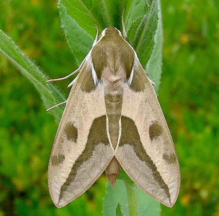 Female Hyles euphorbiae euphorbiae, Madzharovo, Bulgaria, ix. 2009. Photo: &copy; Tony Pittaway.