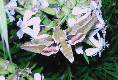 Adult Hyles euphorbiae euphorbiae feeding from soapwort (Saponaria), Catalonia, Spain. Photo: &copy; Ben Trott.