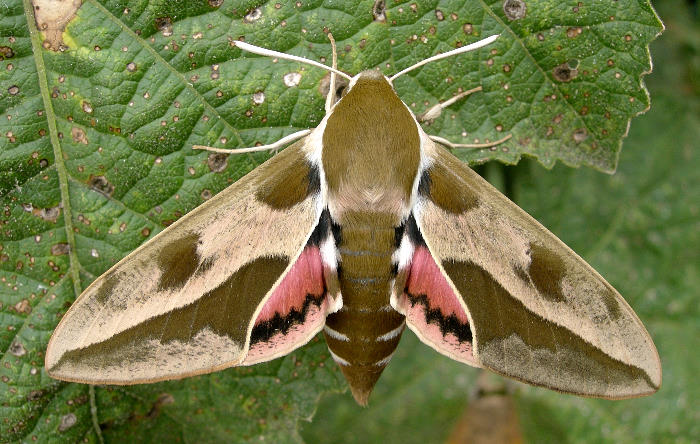 Female Hyles euphorbiae euphorbiae in alarm posture, Czechia. Photo: &copy; Tony Pittaway.