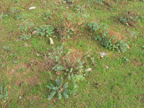 Hostplants (Euphorbia) of Hyles euphorbiae euphorbiae, Madzharovo, Bulgaria, ix. 2009. Photo: &copy; Tony Pittaway.