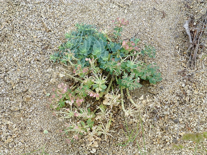 Typical feeding damage of Hyles euphorbiae euphorbiae, Serres area, northern Greece, 8.vi.2013. Photo: &copy; Tony Pittaway.