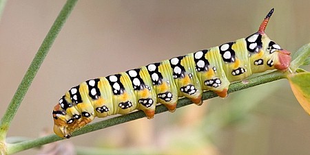 Fourth instar larva of Hyles euphorbiae euphorbiae, southern France. Photo: &copy; Frank Deschandol.