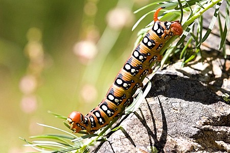 Final instar larva of Hyles euphorbiae euphorbiae, southern France. Photo: &copy; Frank Deschandol.