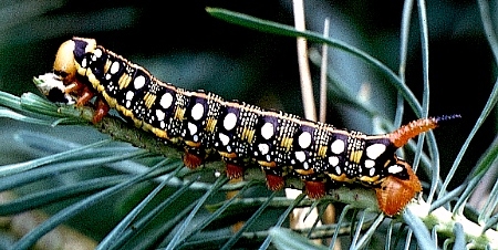 Early final instar larva of Hyles euphorbiae euphorbiae, Lake Neusiedl/Neusiedlersee, Burgenland, Austria. Photo: &copy; Tony Pittaway.