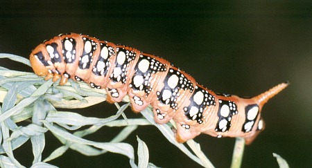 Normal larval form of Hyles euphorbiae euphorbiae, Ala Buka Valley, Kyrgyzstan. Photo: &copy; Clas Naumann.