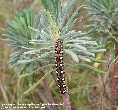Full-grown larva of Hyles euphorbiae euphorbiae, near Set&uacute;bal, Portugal. Photo: &copy; Eduardo Marabuto.