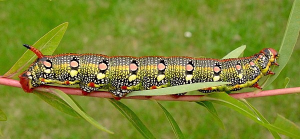 Full-grown larva of Hyles euphorbiae euphorbiae X Hyles tithymali gecki, Minho Province, Portugal. Photo: &copy; Tony Pittaway.