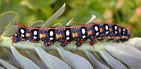 Final instar larva of Hyles euphorbiae euphorbiae, Madzharovo, Bulgaria, ix. 2009. Photo: &copy; Tony Pittaway.