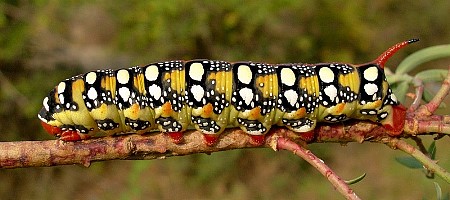 Final instar larva of Hyles euphorbiae euphorbiae, Madzharovo, Bulgaria, ix. 2009. Photo: &copy; Tony Pittaway.