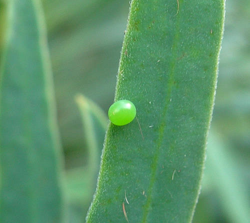 Egg of Hyles euphorbiae euphorbiae, Czechia. Photo: &copy; Tony Pittaway.
