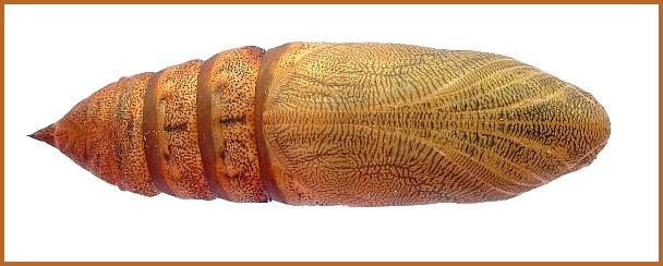 Pupa of Hyles euphorbiae euphorbiae (ventral view), Madzharovo, Bulgaria, ix. 2009. Photo: &copy; Tony Pittaway.