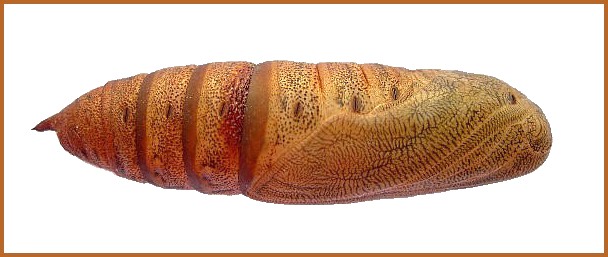 Pupa of Hyles euphorbiae euphorbiae (lateral view), Madzharovo, Bulgaria, ix. 2009. Photo: &copy; Tony Pittaway.