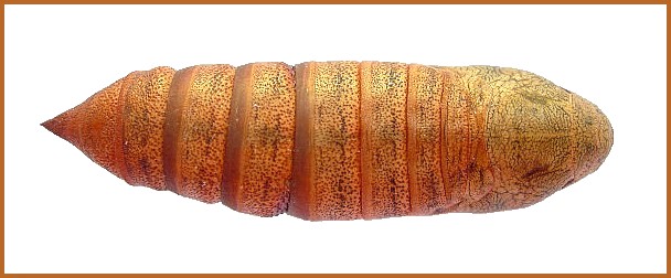 Pupa of Hyles euphorbiae euphorbiae (dorsal view), Madzharovo, Bulgaria, ix. 2009. Photo: &copy; Tony Pittaway.