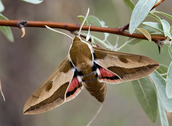 Male Hyles euphorbiae euphorbiae, Bakanas, Ili river, SE Kazakhstan, 9-10.v.2013. Photo: &copy; Svyatoslav Knyazev.