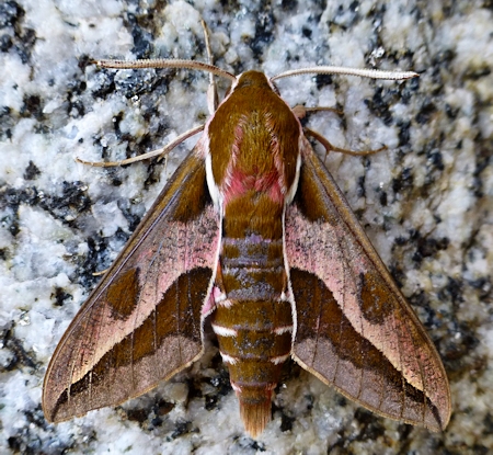 Male Hyles euphorbiae euphorbiae, Ma�anet de Cabrenys, Catalonia, Spain, 31.v.2016. Photo: &copy; Tony Pittaway.