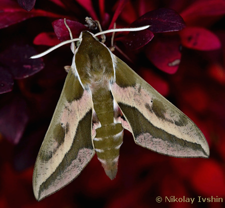 Male Hyles euphorbiae euphorbiae, Oka River, Russia in Europe, bred 2018. Photo: &copy; Nikolay Ivshin.