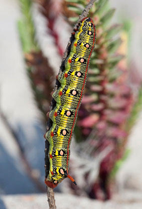 Full-grown larva of Hyles euphorbiae euphorbiae X Hyles tithymali gecki, Muros area, NW Spain. Photo: &copy; Frank Deschandol.
