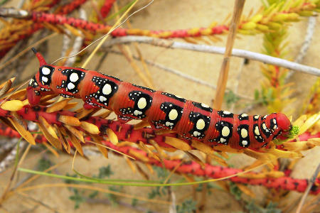 Final instar larva of Hyles euphorbiae euphorbiae, Cadiz, southern Spain, August 2010. Photo: &copy; Isabel Angulo.