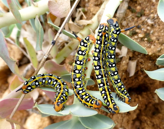 Early final instar larvae of Hyles euphorbiae euphorbiae, Serres area, northern Greece, 11.vi.2013. Photo: &copy; Tony Pittaway.