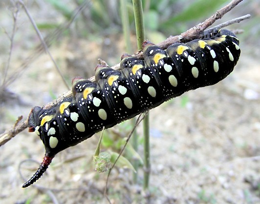 Final instar black form larva of Hyles euphorbiae euphorbiae, Vilkovo, Kiliya district, Odessa region, Ukraine, 13.x.2013. Photo: &copy; Yevgeniy Khalaim.