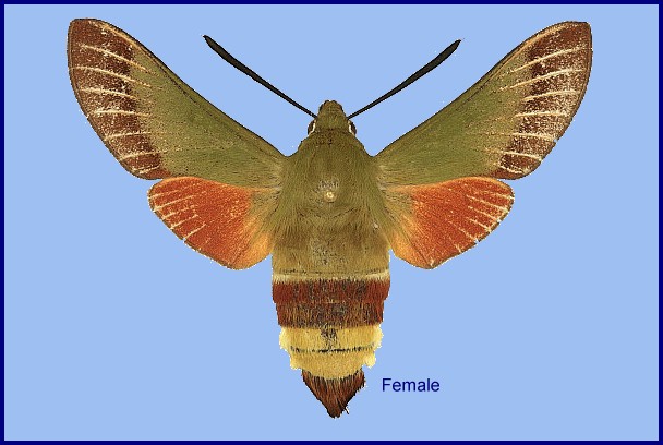 Female Hemaris croatica fahira, Lorestan/Luristan Province, Iran. Photo: &copy; Ronald Brechlin.