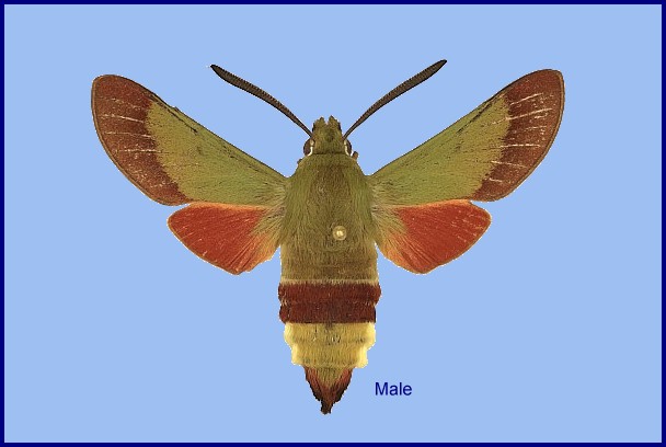 Male Hemaris croatica fahira, Lorestan/Luristan Province, Iran. Photo: &copy; Ronald Brechlin.