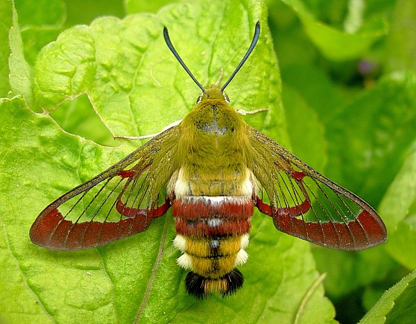 Adult female Hemaris fuciformis fuciformis, Catalonia, Spain. Photo: &copy; Tony Pittaway.