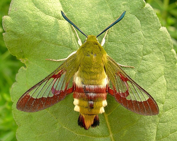 Adult male Hemaris fuciformis fuciformis, Catalonia, Spain. Photo: &copy; Tony Pittaway.