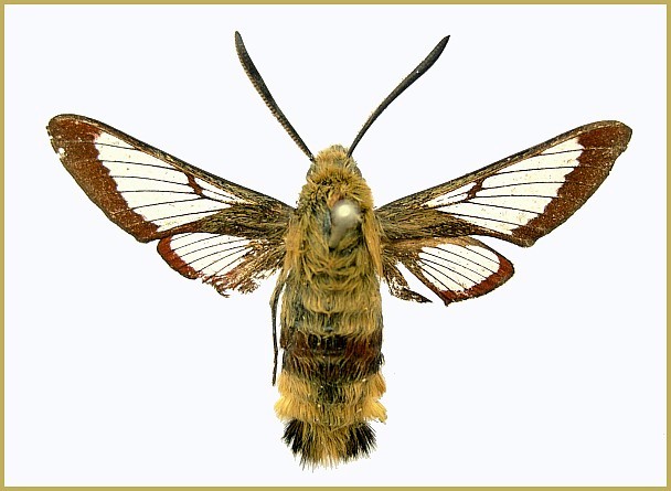 Adult male Hemaris fuciformis fuciformis, Kangra Valley, Himachal Pradesh, India (= Hemaris simillima). Photo: &copy; Tony Pittaway, NHMUK.