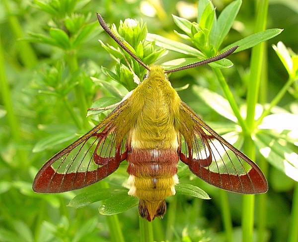 Adult male Hemaris fuciformis fuciformis, England, UK. Photo: &copy; Tony Pittaway.
