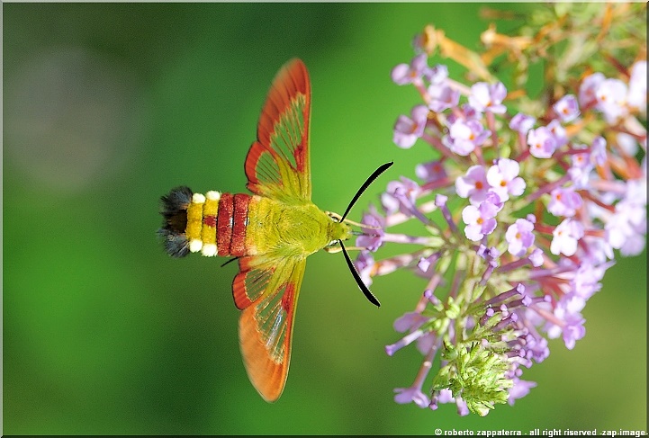 'syra'-like adult male Hemaris fuciformis fuciformis, Liguria, Italy, 7.vii.2008. Photo: &copy; Roberto Zappaterra.