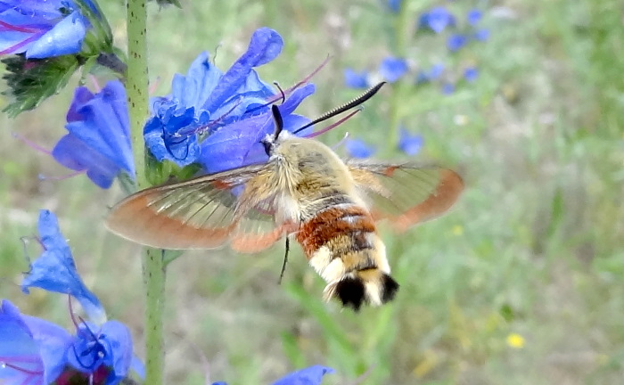 Male Hemaris fuciformis fuciformis feeding, Zharkent district, Almaty region, Dzhungarsky Alatau Mountains, SE Kazakhstan, 25.vi.2012. Photo: &copy; Sergey Rybalkin.