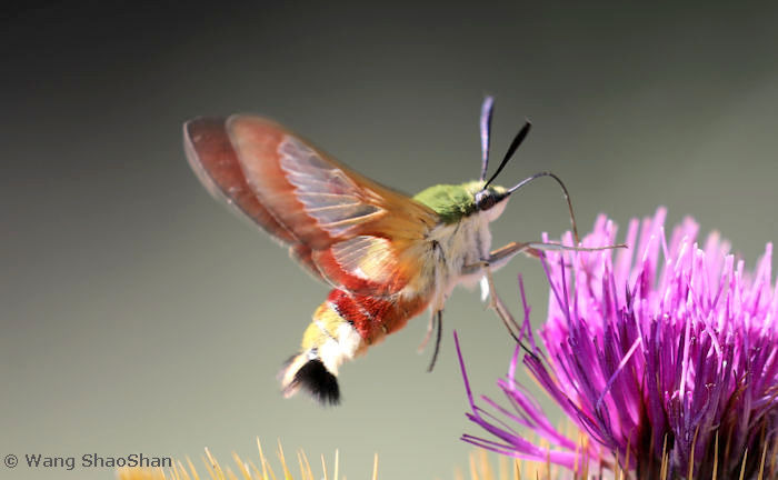 Male Hemaris fuciformis fuciformis feeding, Emin County, Xinjiang, China, 2.vii.2021. Photo: &copy; Wang ShaoShan.
