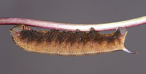 Brown larval form, Var Province, France. Photo: &copy; J.-M. Bompar.