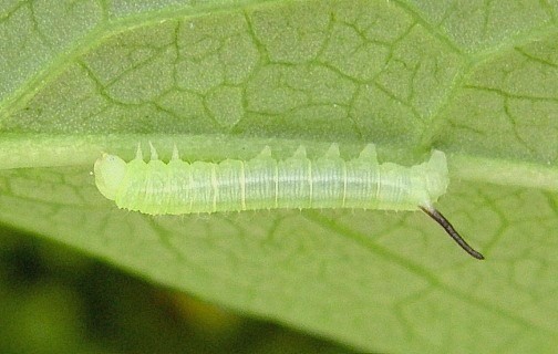 Second instar larva of Hemaris fuciformis fuciformis, Catalonia, Spain. Photo: &copy; Tony Pittaway.
