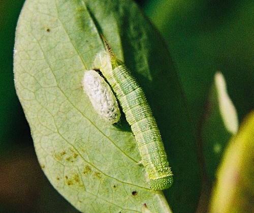 Larva of Hemaris fuciformis fuciformis with Cotesia cocoon, Belarus. Photo: &copy; Serge Yevdoshenko.