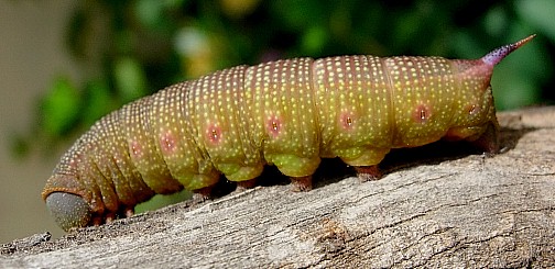 Pre-pupation larva of Hemaris fuciformis fuciformis, Catalonia, Spain. Photo: &copy; Ben Trott.