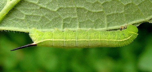 Third instar larva of Hemaris fuciformis fuciformis, Catalonia, Spain. Photo: &copy; Tony Pittaway.