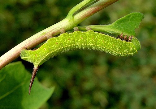 Fourth instar larva of Hemaris fuciformis fuciformis, Catalonia, Spain. Photo: &copy; Tony Pittaway.