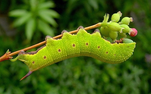 Final instar green form larva of Hemaris fuciformis fuciformis, Catalonia, Spain. Photo: &copy; Tony Pittaway.