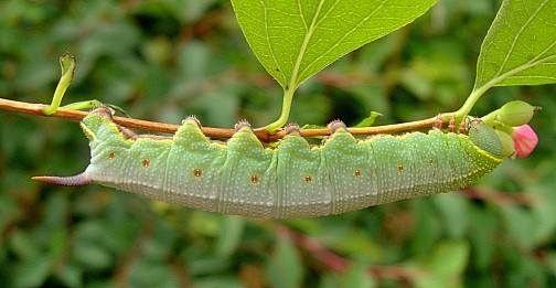 Final instar blue-green form larva of Hemaris fuciformis fuciformis, Catalonia, Spain. Photo: &copy; Tony Pittaway.