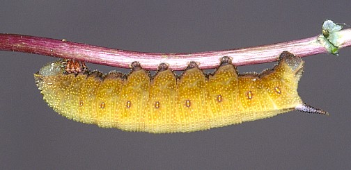 Golden larval form, Var Province, France. Photo: &copy; J.-M. Bompar.