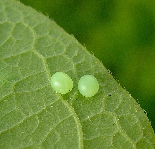 Eggs of Hemaris fuciformis fuciformis on leaf underside, England, UK. Photo: &copy; Tony Pittaway.