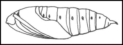 Pupa of Hemaris fuciformis fuciformis, England, UK. Image: &copy; Tony Pittaway.