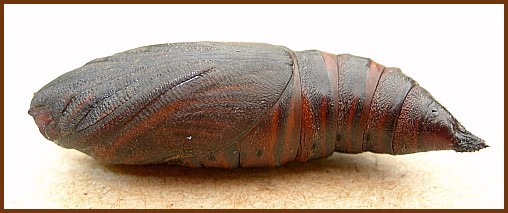 Pupa of Hemaris fuciformis fuciformis, England, UK. Photo: &copy; Tony Pittaway.