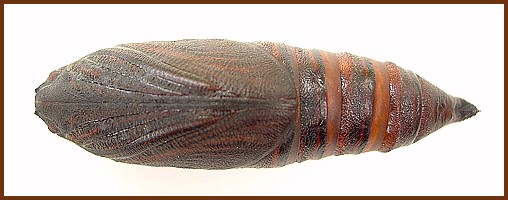 Pupa of Hemaris fuciformis fuciformis (ventral view), England, UK. Photo: &copy; Tony Pittaway.