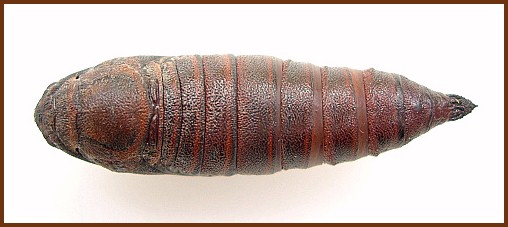 Pupa of Hemaris fuciformis fuciformis (dorsal view), England, UK. Photo: &copy; Tony Pittaway.