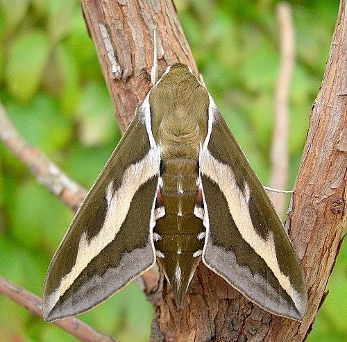 Female Hyles gallii, Oland, Sweden. Photo: &copy; Tony Pittaway